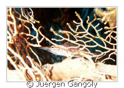 Panorama Reef near Safaga by Juergen Gangoly 